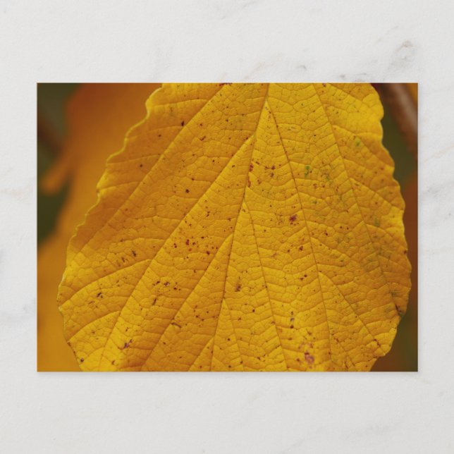 Vitch Hazel-vykort Vykort (Framsida)