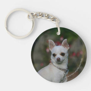 VitChihuahua