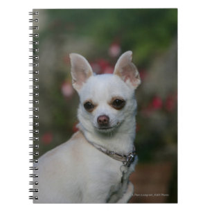 VitChihuahua Anteckningsbok