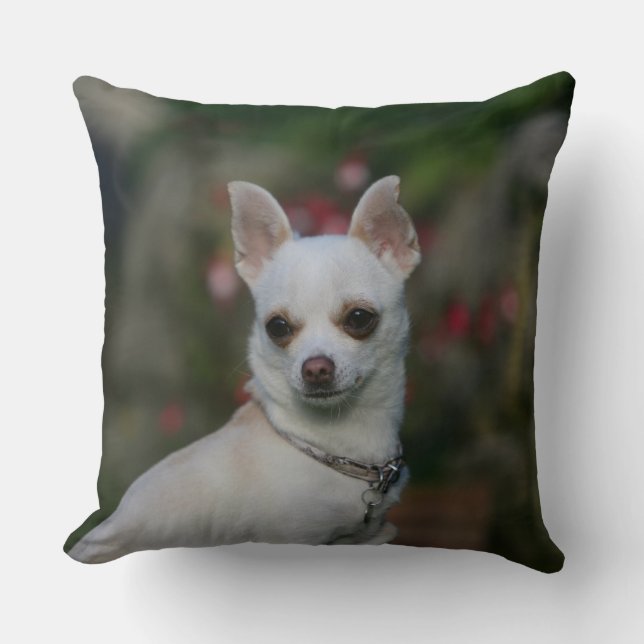 VitChihuahua Kudde (Framsida)