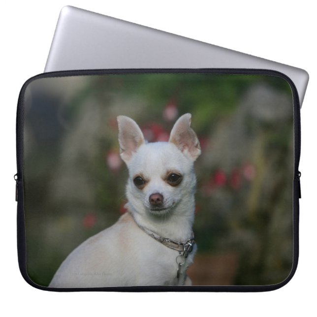 VitChihuahua Laptop Fodral (Framsidan)