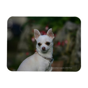 VitChihuahua Magnet