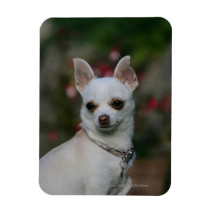 VitChihuahua Magnet
