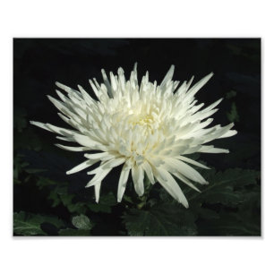 VitChrysanthemum 10" x 8" fototryck