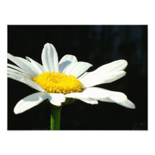 Vitdaisy Fototryck
