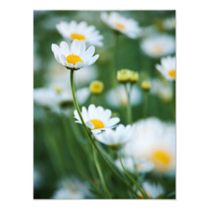 Vitdaisy i ett fält - skräddarsy daisy fototryck