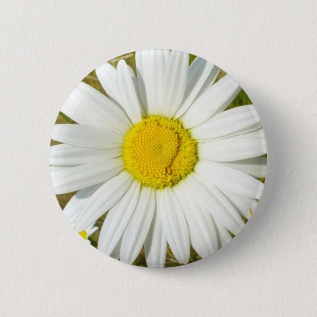 Vitdaisy Knapp (Framsida)