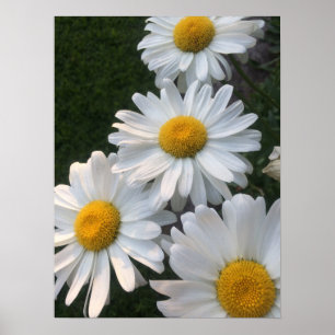 Vitdaisy Poster