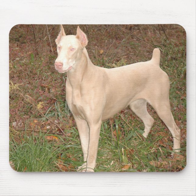 vitdoberman musmatta (Framsidan)