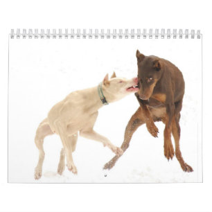 VitDobermankalender Kalender