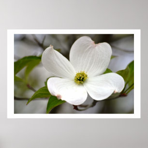 VitDogwoodblomma Poster