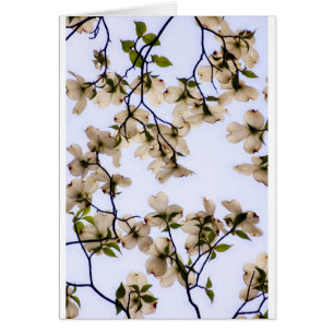 VitDogwoodblommar Hälsningskort