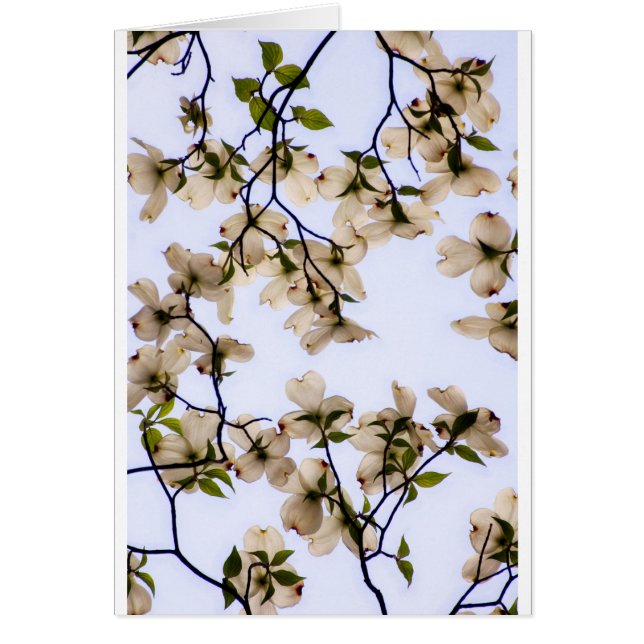 VitDogwoodblommar Hälsningskort (Framsidan)