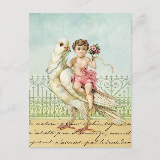 Vitduva och Cherub Vykort (Framsida)