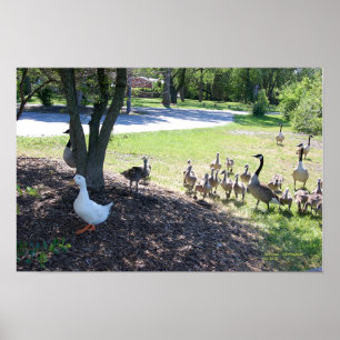 VITE ANKA OCH GÄS POSTER