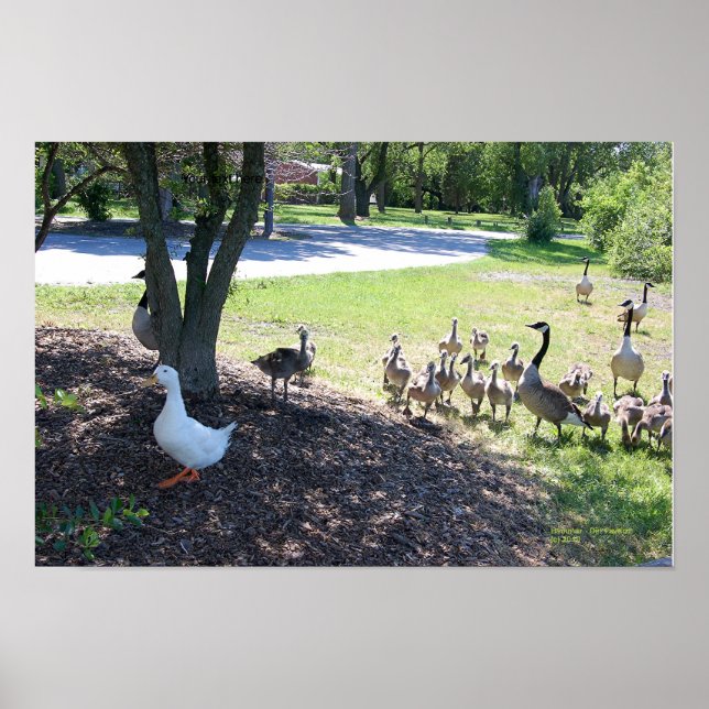 VITE ANKA OCH GÄS POSTER (Framsidan)