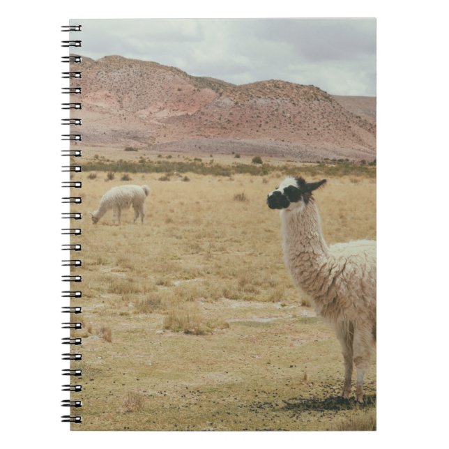 VITE LLAMA PÅ BROWN GRASS ANTECKNINGSBOK (Framsidan)