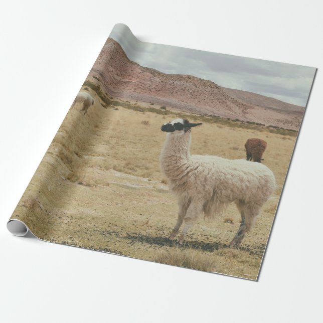 VITE LLAMA PÅ BROWN GRASS PRESENTPAPPER (Utrullad)