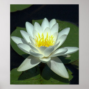VITE LOTUS-BLOMMAR/STÄNGNING/FOTOG. POSTER