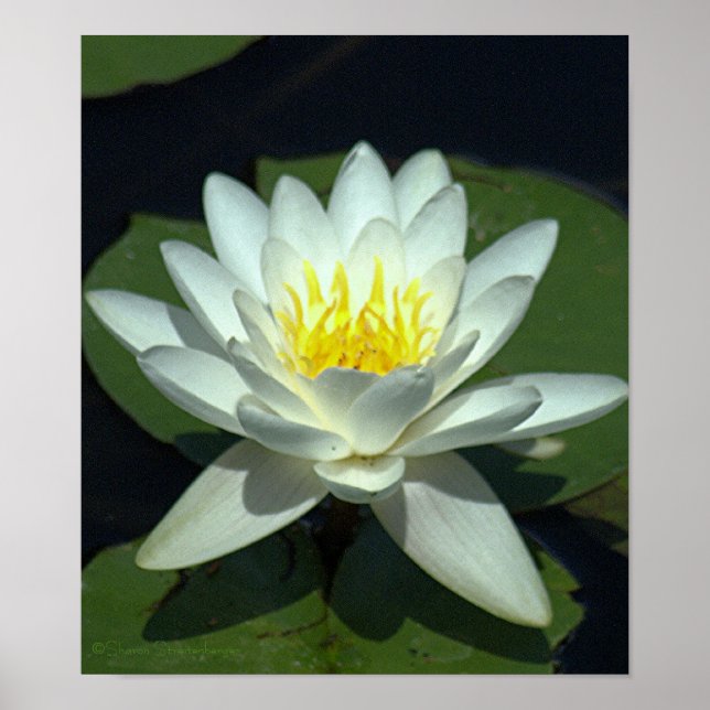 VITE LOTUS-BLOMMAR/STÄNGNING/FOTOG. POSTER (Framsidan)
