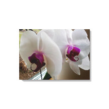 VITE ORCHID-arbetsytan
