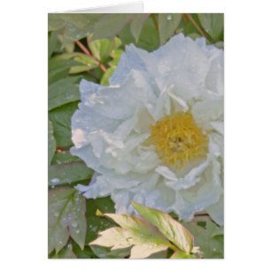 VITE PEONY OBS KORT