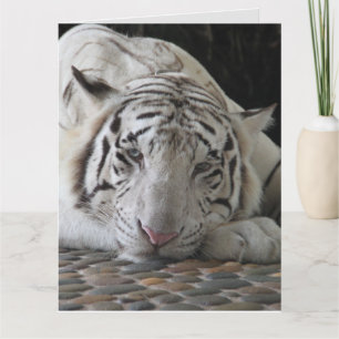 VITE TIGER BIRTHDAY GREETING CARD KORT