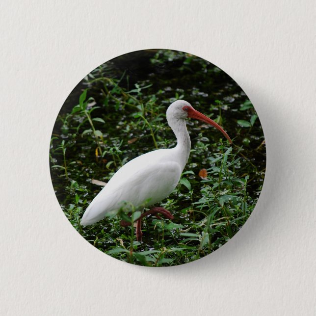 Viten Ibis… Knapp (Framsida)
