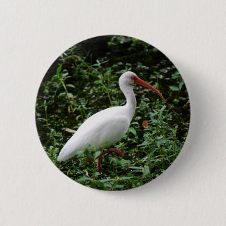 Viten Ibis… Knapp