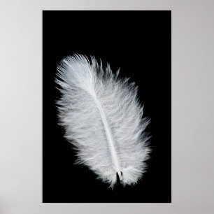 Vitfågelfjäder Poster