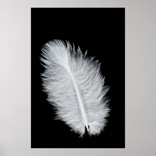 Vitfågelfjäder Poster (Framsidan)