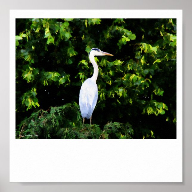 Vitfågelutskrift Poster (Framsidan)