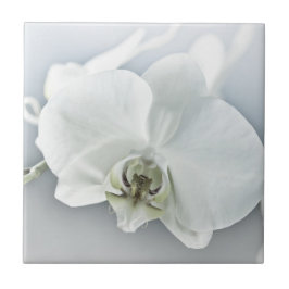 Vitfaleonopsis Orchid Kakelplatta