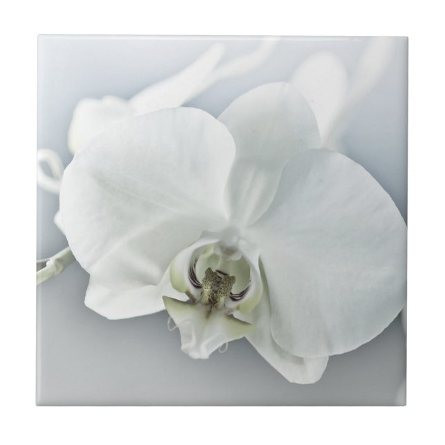 Vitfaleonopsis Orchid Kakelplatta (Framsidan)