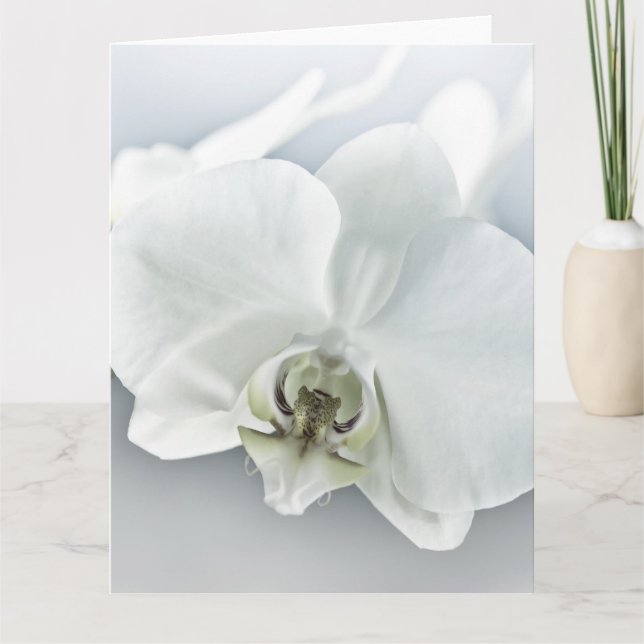 Vitfaleonopsis Orchid Kort (Framsida)