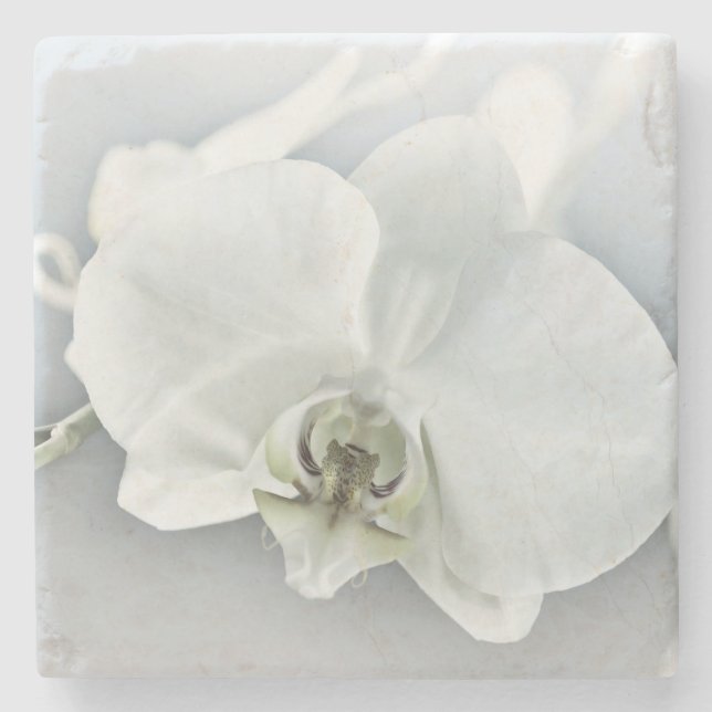 Vitfaleonopsis Orchid Stenunderlägg (Framsidan)