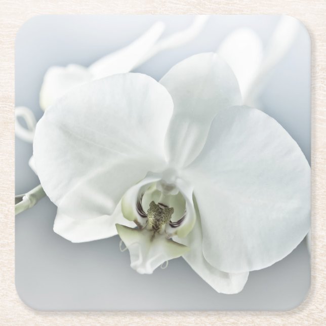 Vitfaleonopsis Orchid Underlägg Papper Kvadrat (Framsidan)