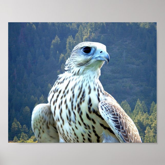 Vitfalk Poster (Framsidan)