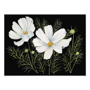 Vitfärgad konmos Blommor Botanisk målning Fototryck