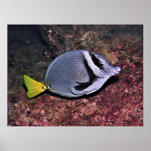 Vitfisk Poster