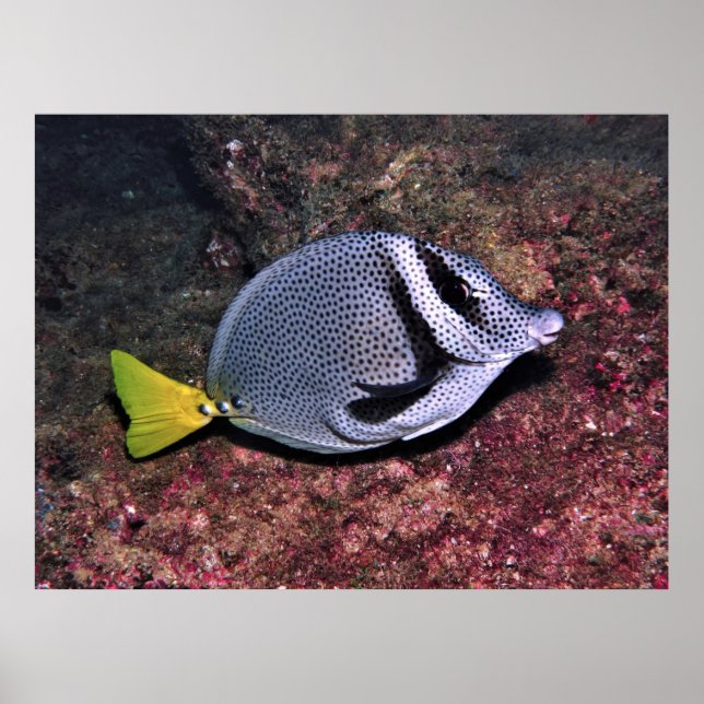 Vitfisk Poster (Framsidan)
