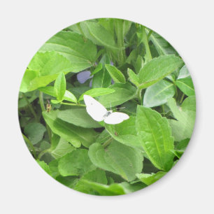 Vitfjäril Magnet
