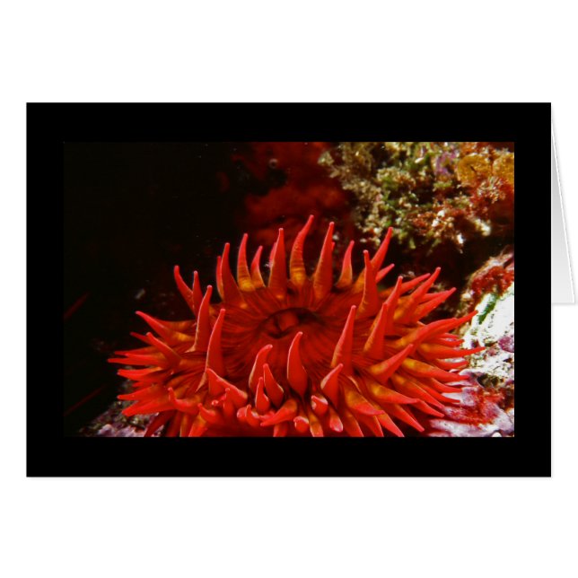 Vitfläckad Ro Anemone OBS Kort (Framsidan Horizontal)