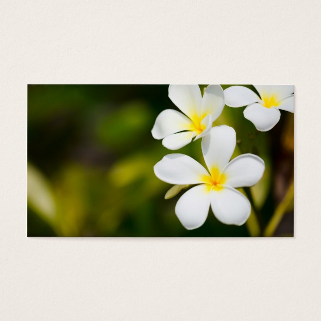 Vitfrangipani tropiska blommor visitkort (Framsidan)