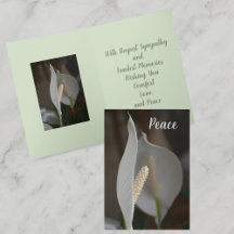 Vitfred Lily Botanias Blommigt Sympathy