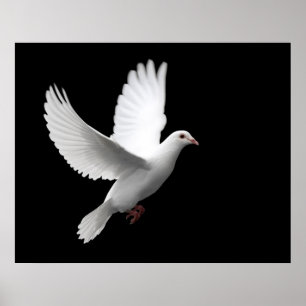 VITFREDDUVA I FLYG POSTER