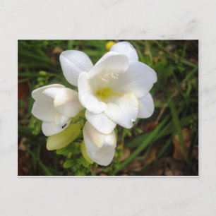 VitFreesia Vykort