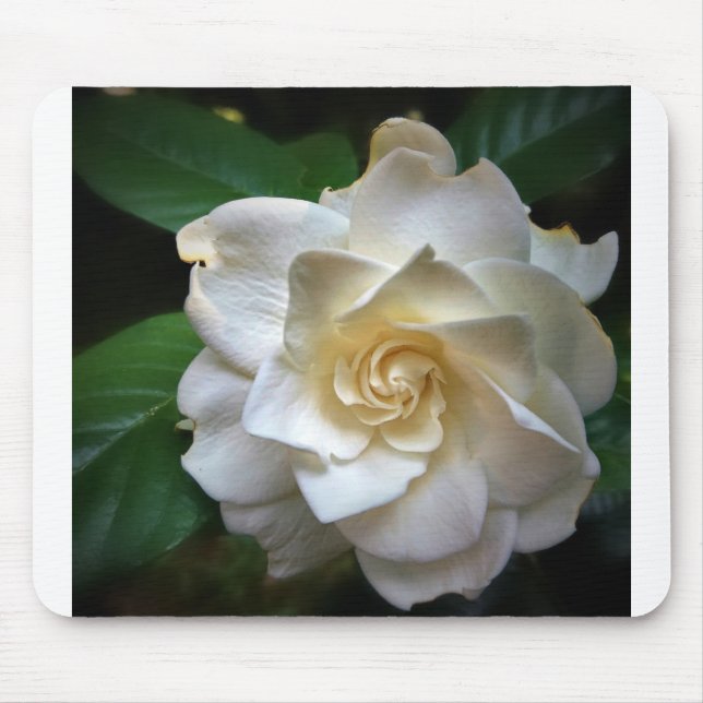 VitGardenia Musmatta (Framsidan)