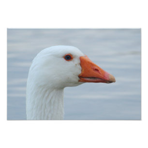 Vitgåsporträtt Fototryck