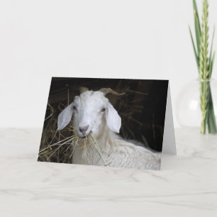 Vitget - gullig djur fotografi kort
